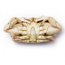 诺斯卡-美国黄金蟹-(600-800克)