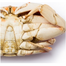 诺斯卡-美国黄金蟹-(600-800克)