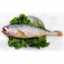 诺斯卡生态养殖黄花鱼(500克左右/条)